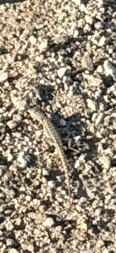 Common Side-blotched Lizard