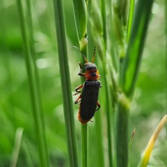 Cantharis rustica