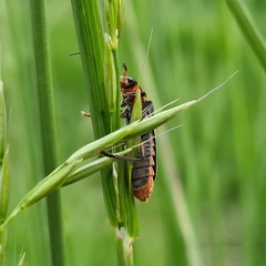 Cantharis rustica