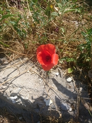 Papaver rhoeas