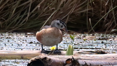 iNaturalist image