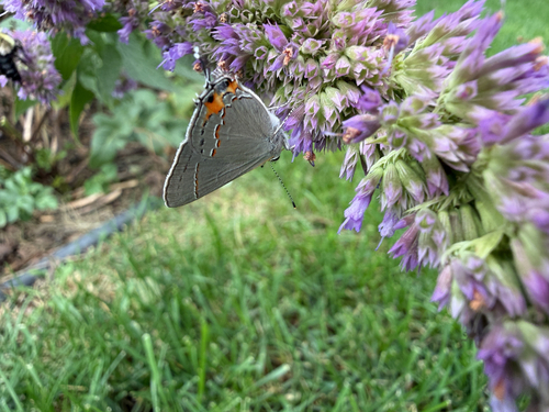 Gray Hairstreak