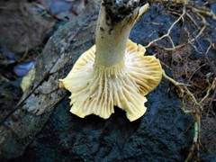 Cantharellus rufopunctatus