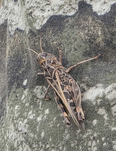 Wrinkled Grasshopper