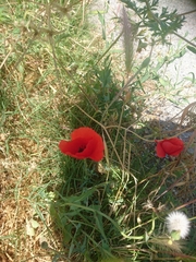 Papaver rhoeas
