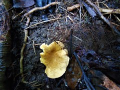 Cantharellus rufopunctatus