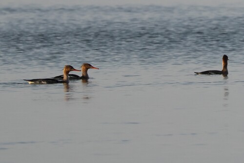 Red-breasted Merganser