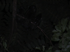 Penelope superciliaris