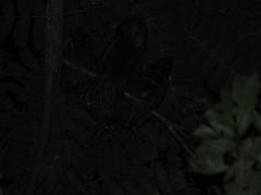 Penelope superciliaris