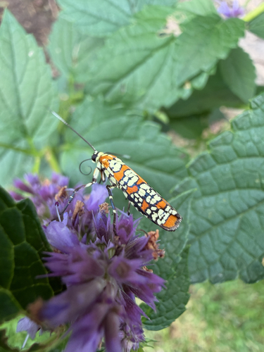 Ailanthus Webworm Moth