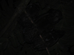 Penelope superciliaris