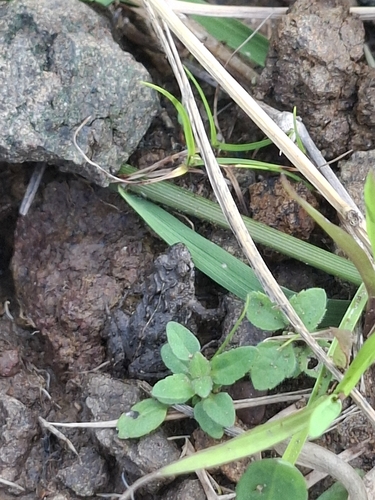 Hensel's Swamp Frog