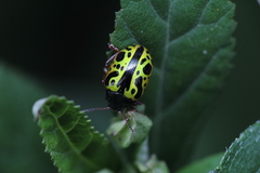 Calligrapha fulvipes