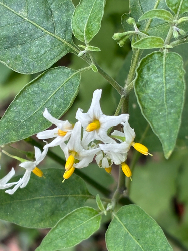 tall nightshade