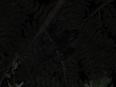 Penelope superciliaris