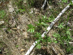 Vicia venosa baicalensis