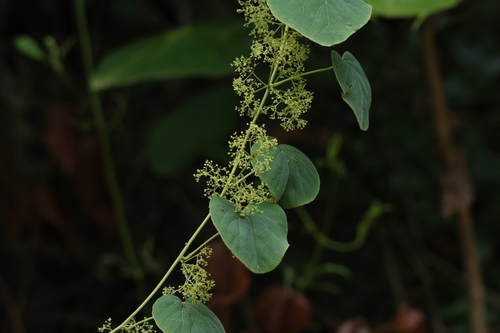 Cissampelos pareira observed 2026-09-24