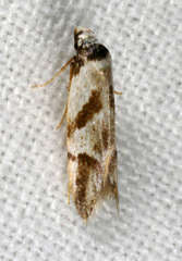 Oxythecta lygrosema