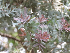 Acacia baileyana