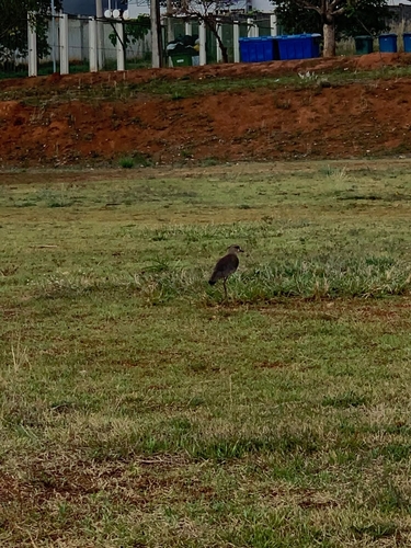 Southern Lapwing