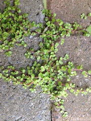 Soleirolia soleirolii