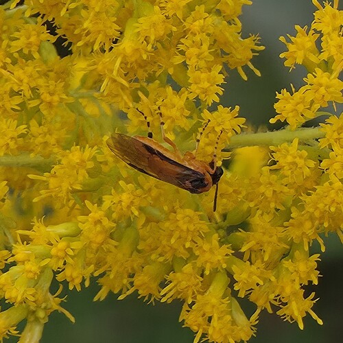 Turnip Sawfly