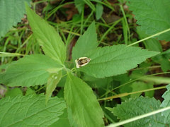 Clepsis melaleucanus