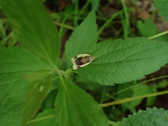 Clepsis melaleucanus