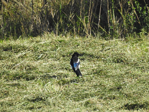 Eurasian Magpie