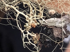 Tremella everniae