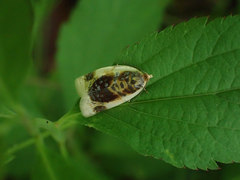 Clepsis melaleucanus