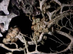 Tremella everniae