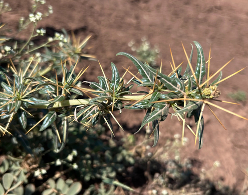 spiny cocklebur