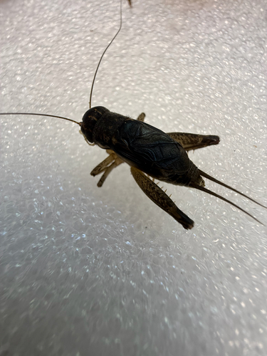 Japanese Burrowing Cricket