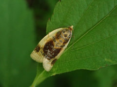 Clepsis melaleucanus