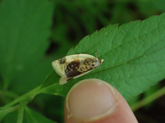 Clepsis melaleucanus