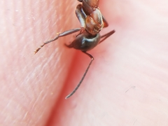 Formica rufibarbis
