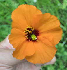 Papaver heterophyllum