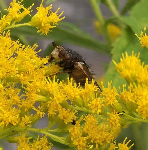 Common Tachinid