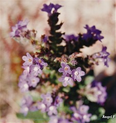 Anchusa calcarea