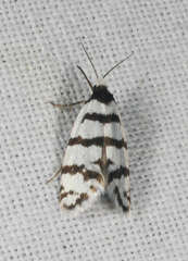 Lepidoscia cataphracta