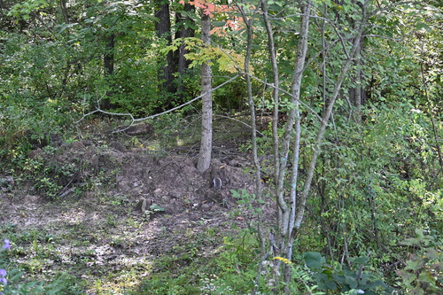 Eastern Gray Squirrel