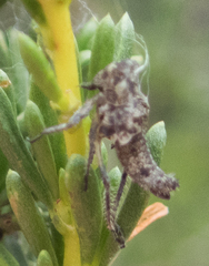 Lystridea