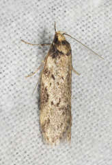 Haplodyta polybotrya