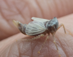 Lystridea