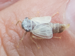 Lystridea