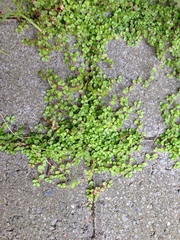 Soleirolia soleirolii