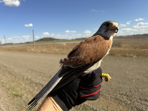 Nankeen Kestrel