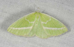 Iulops argocrana