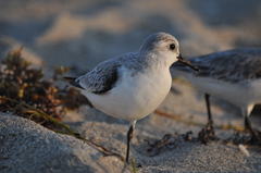 Calidris alba